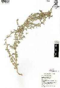 Atriplex pueblensis image