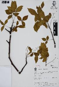 Bursera heteresthes image