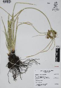 Cyperus entrerianus image