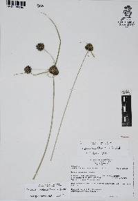 Cyperus niger image