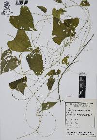 Dioscorea polygonoides image