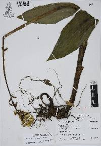 Govenia floridana image