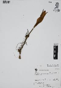 Philodendron advena image
