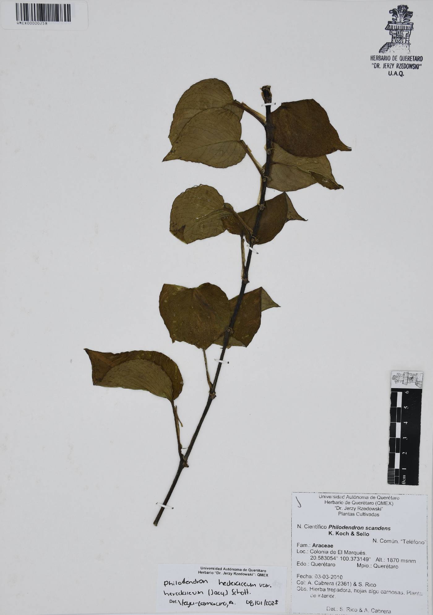 Philodendron hederaceum var. hederaceum image