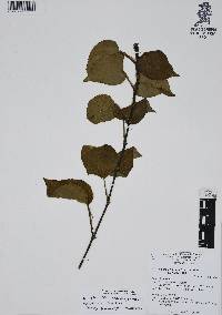 Philodendron hederaceum var. hederaceum image
