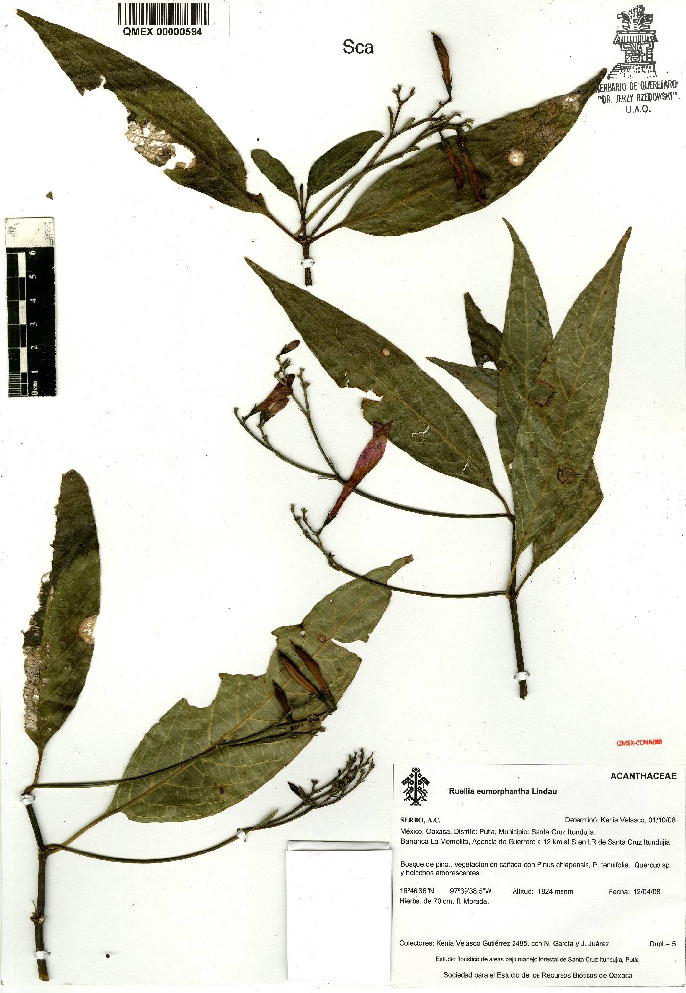 Ruellia eumorphantha image