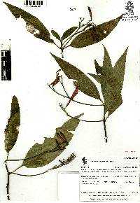 Ruellia eumorphantha image