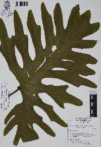 Media resource of Thaumatophyllum bipinnatifidum
