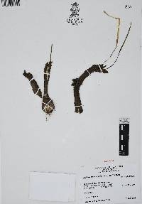 Zephyranthes chlorosolen image