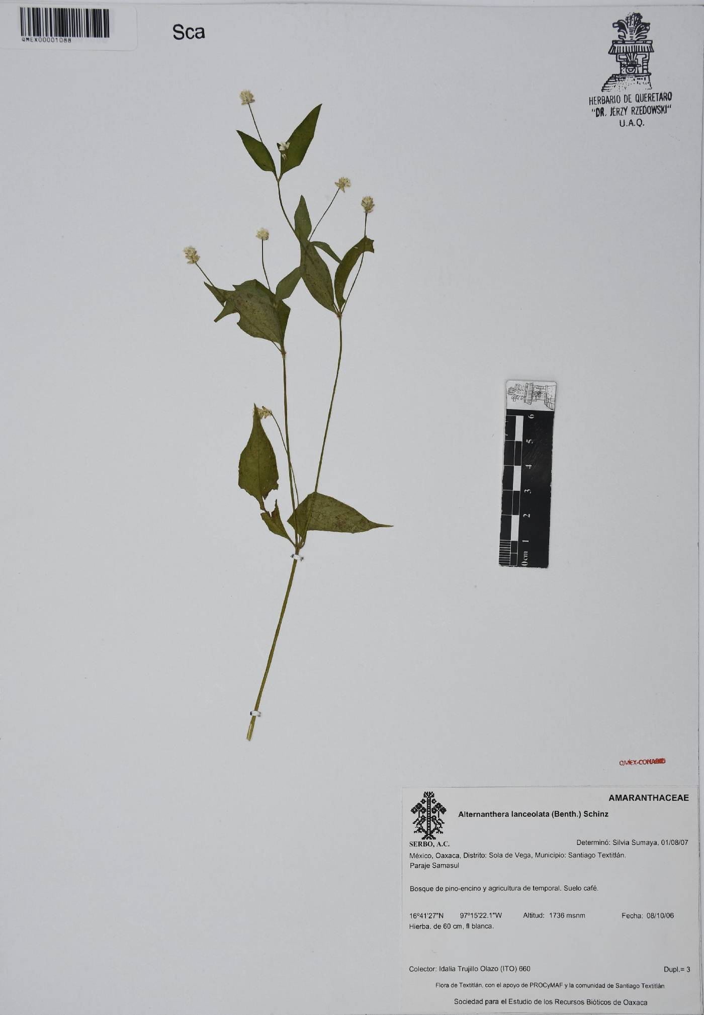 Alternanthera lanceolata image