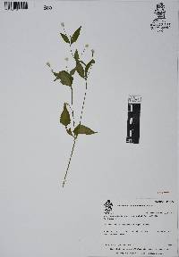 Alternanthera lanceolata image