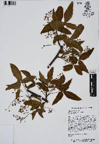Bursera heteresthes image