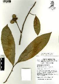 Cymbopetalum baillonii image