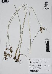 Cyperus spectabilis image