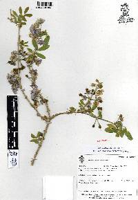 Guaiacum coulteri image