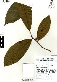 Guatteria amplifolia image