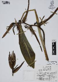Heliconia schiedeana image