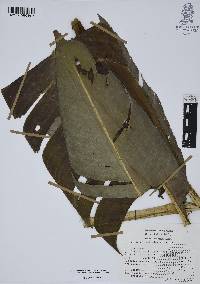 Heliconia schiedeana image