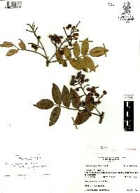 Rhus pachyrrhachis image