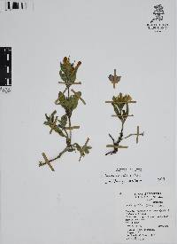 Ruellia ciliatiflora image