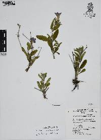 Ruellia ciliatiflora image