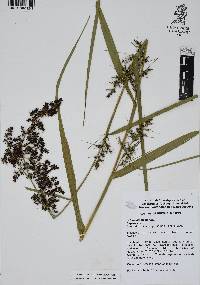 Scleria bracteata image