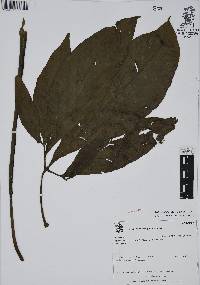 Syngonium podophyllum image