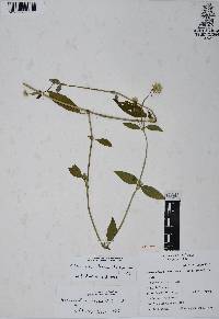 Alternanthera lanceolata image