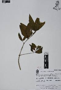 Alternanthera pycnantha image
