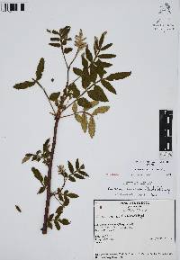Bursera cuneata image