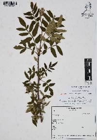 Bursera cuneata image