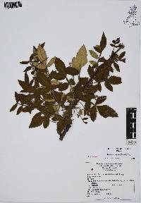 Bursera cuneata image