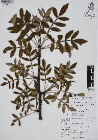 Bursera cuneata image