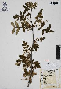 Bursera cuneata image