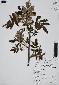 Bursera cuneata image