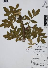 Bursera cuneata image