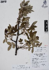 Bursera cuneata image
