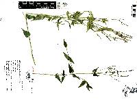 Carlowrightia parviflora image