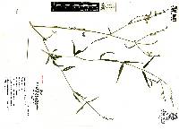 Carlowrightia parviflora image