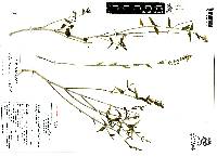 Carlowrightia parviflora image