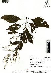 Celosia nitida image