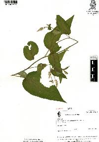 Chamissoa acuminata image