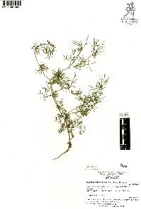 Cyclospermum leptophyllum image