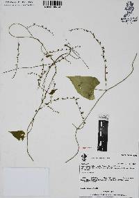 Dioscorea urceolata image