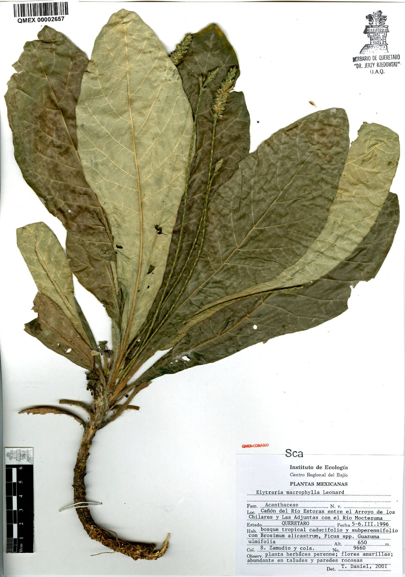 Elytraria macrophylla image