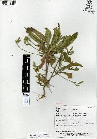 Elytraria imbricata image