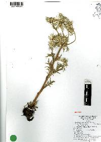 Eryngium carlinae image