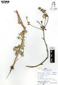 Eryngium carlinae image