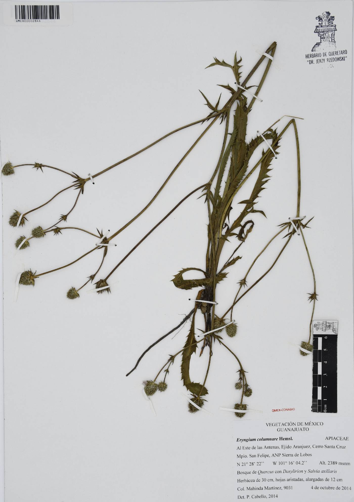 Eryngium columnare image