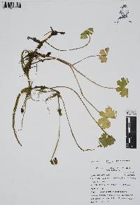 Hydrocotyle umbellata image